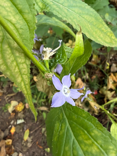tall bellflower