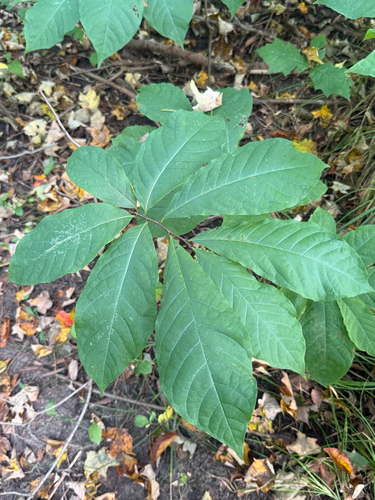 common pawpaw