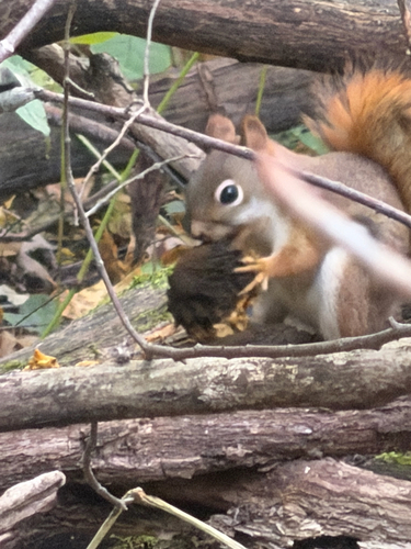 American Red Squirrel