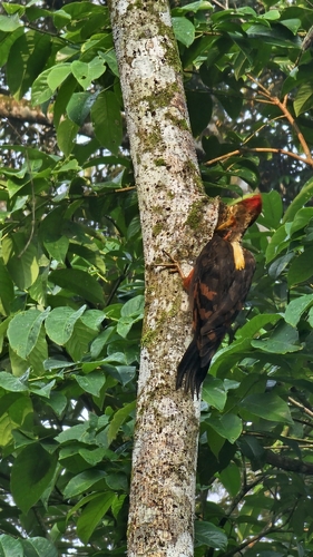 Orange-backed Woodpecker