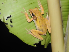 Polypedates leucomystax