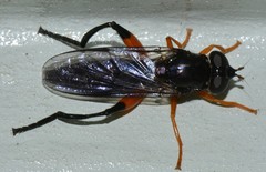 Chalcosyrphus vecors