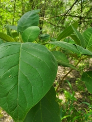 Solanum erianthum