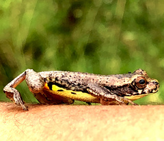 Dendropsophus carnifex