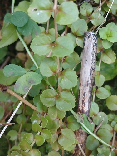 Epilobium pedunculare observed 2026-10-10