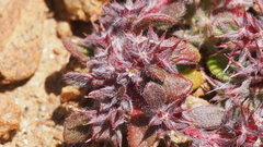Chorizanthe polygonoides longispina