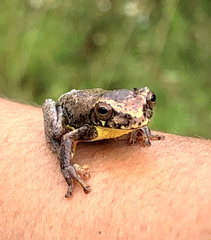 Dendropsophus carnifex