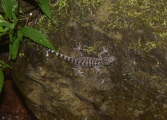Cyrtodactylus marmoratus