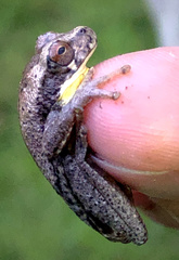 Dendropsophus carnifex