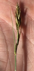 Carex arenaria