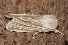 Acronicta insularis