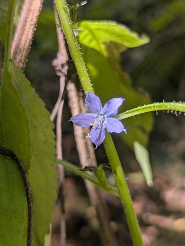 tall bellflower