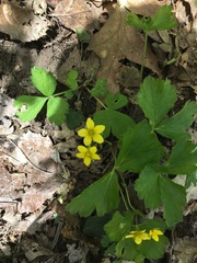 Waldsteinia