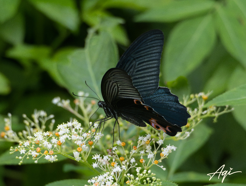 Spangle Swallowtail