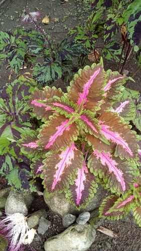 Coleus scutellarioides observed 2026-10-09