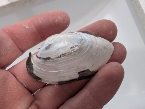 Pondmussel