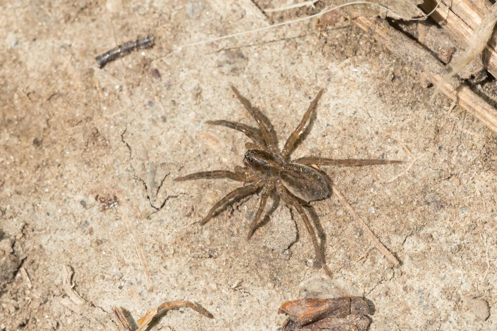 Trebacosa