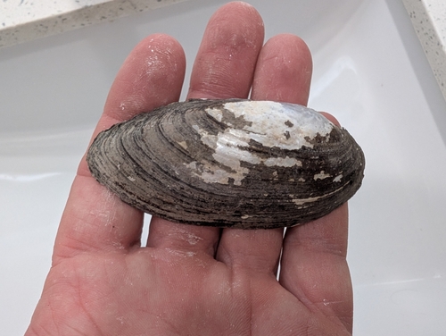 Yellow Sandshell