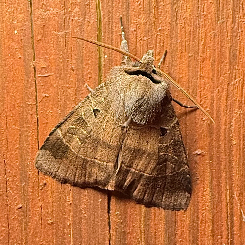 Pale-banded Dart