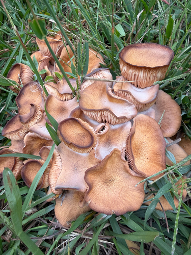 Ringless Honey Mushroom