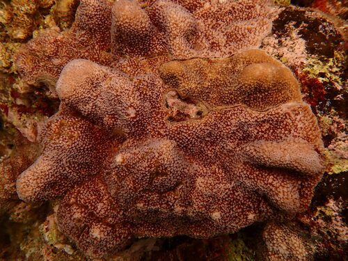 Isopora palifera observed 2026-09-22