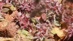 Chorizanthe polygonoides longispina