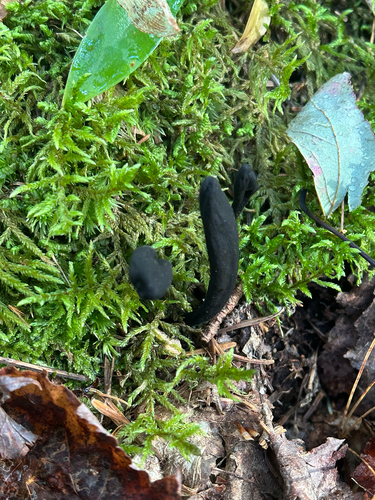Earth Tongues