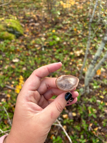 Waxcaps