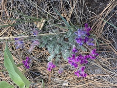 Oxytropis besseyi
