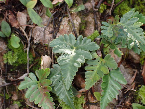 Davallia repens observed 2026-10-05