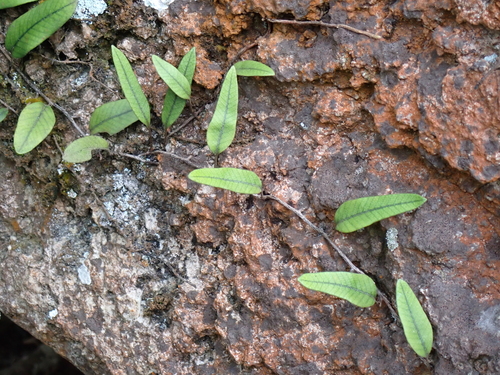 Pyrrosia lingua observed 2026-10-05