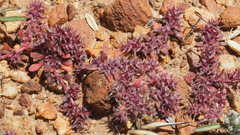 Chorizanthe polygonoides longispina