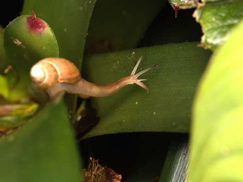 Euglandina rosea, 2026-10-09
