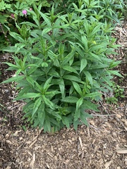 Veronicastrum