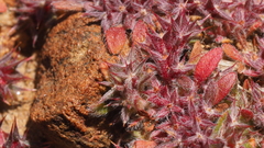 Chorizanthe polygonoides longispina