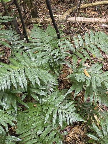 Diploblechnum fraseri observed 2026-10-10