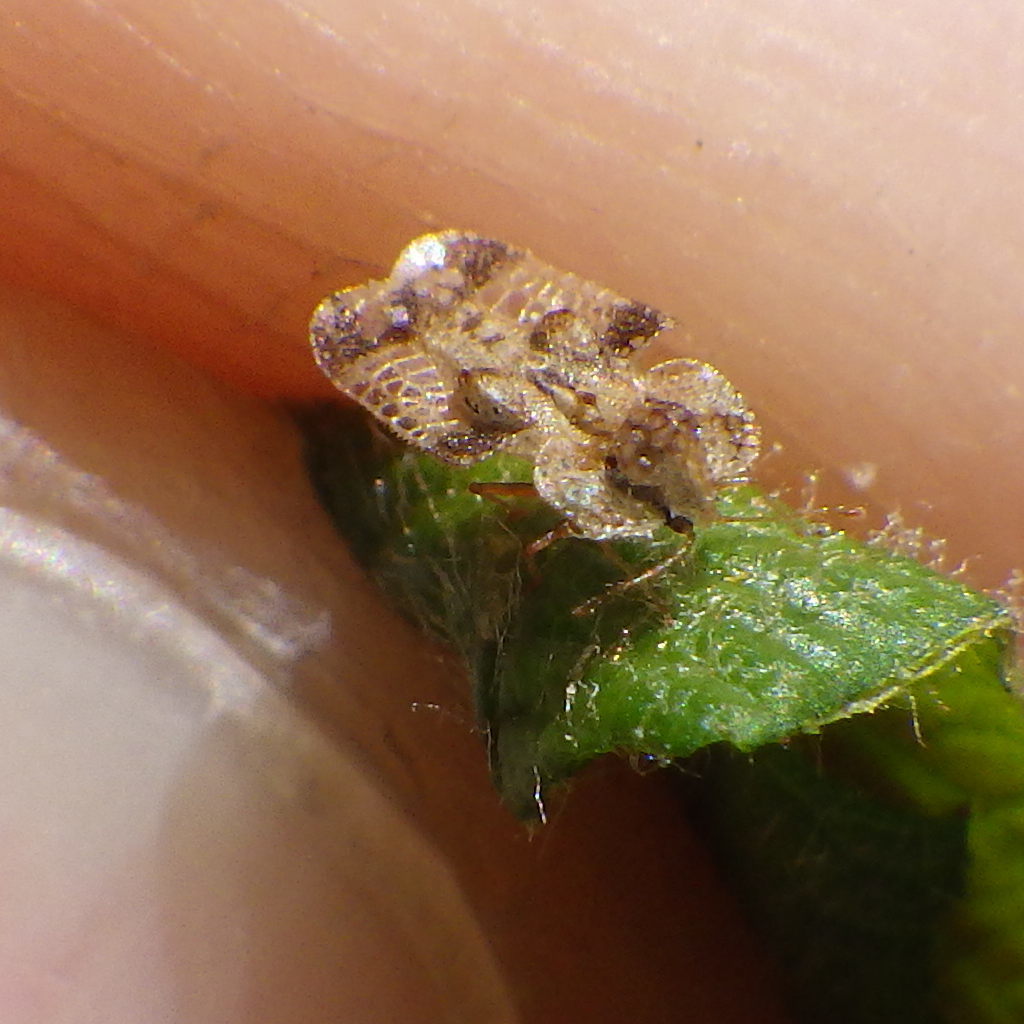 Corythucha bellula