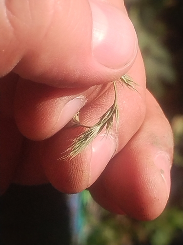 Muhlenbergia racemosa observed 2026-10-09