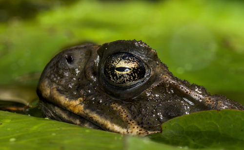 Rhinella marina observed 2026-10-09