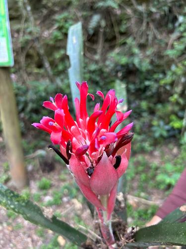 Billbergia pyramidalis observed 2026-10-09