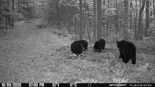 Black Bear sighting near North Kawartha