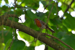 Erithacus rubecula rubecula