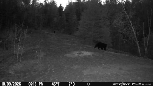 Black Bear sighting near North Kawartha