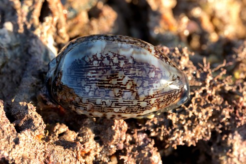 Cypraea eglantina observed 2026-09-30