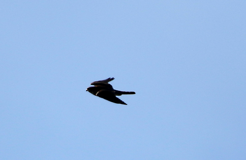 Merlin