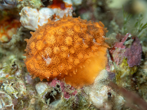 Sieve Cowrie