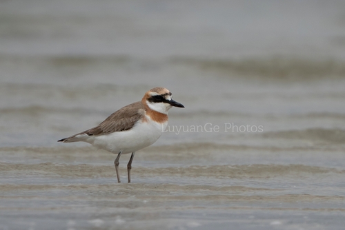 iNaturalist image