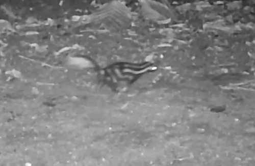 Southern Spotted Skunk observed by ronimartinez