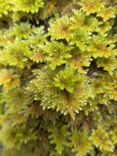 Sciadocladus menziesii observed 2026-10-10