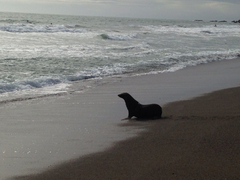 Arctocephalus townsendi